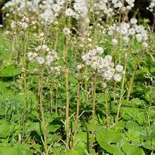 Image result for Petasites officinalis