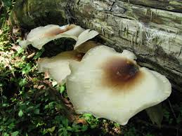Attēlu rezultāti vaicājumam “Polyporus tubaeformis”