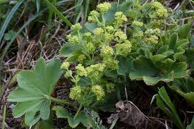 Attēlu rezultāti vaicājumam “Alchemilla vulgaris aggr.”