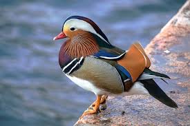 Attēlu rezultāti vaicājumam “Aix galericulata”