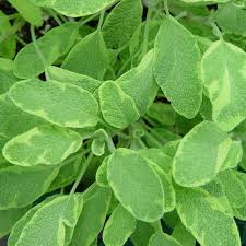 Attēlu rezultāti vaicājumam “Salvia officinalis leaf”