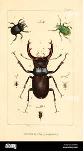 Attēlu rezultāti vaicājumam “Dermestes murinus”