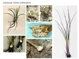Attēlu rezultāti vaicājumam “Isoetaceae”