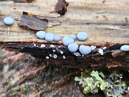 Attēlu rezultāti vaicājumam “Diderma sp.”