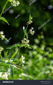 Attēlu rezultāti vaicājumam “Vincetoxicum hirundinaria fruit”