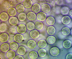 Attēlu rezultāti vaicājumam “Lycogala ustulatum macro”