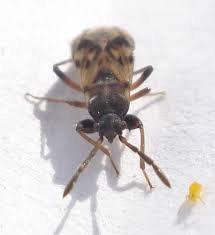 Attēlu rezultāti vaicājumam “Scolopostethus thomsoni”