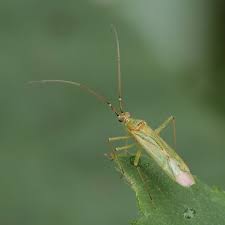 Attēlu rezultāti vaicājumam “Blepharidopterus angulatus imago”