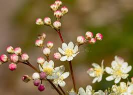 Attēlu rezultāti vaicājumam “Filipendula vulgaris bud”
