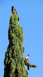Attēlu rezultāti vaicājumam “Corvus cornix juvenile”