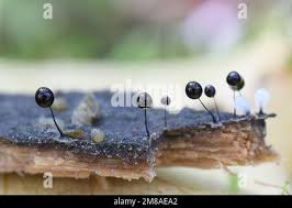 Attēlu rezultāti vaicājumam “Comatricha nigra young”