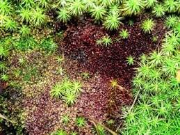 Attēlu rezultāti vaicājumam “Scapania undulata”