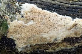 Attēlu rezultāti vaicājumam “Ceriporia”