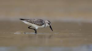 Attēlu rezultāti vaicājumam “Calidris”