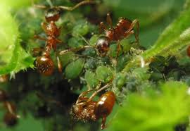 Attēlu rezultāti vaicājumam “Aphis confusa”