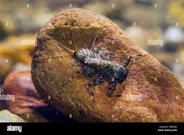 Attēlu rezultāti vaicājumam “Ephemeroptera larvae”