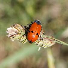 Attēlu rezultāti vaicājumam “Clytra quadripunctata”