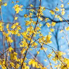 Attēlu rezultāti vaicājumam “Forsythia”