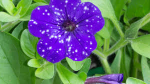 Image result for Petunia