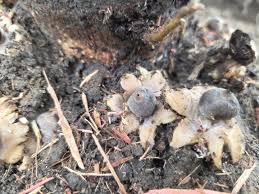 Attēlu rezultāti vaicājumam “Geastrum quadrifidum”