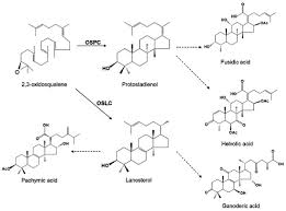 Attēlu rezultāti vaicājumam “Cordyceps farinosa”