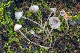 Attēlu rezultāti vaicājumam “Mycena amicta”