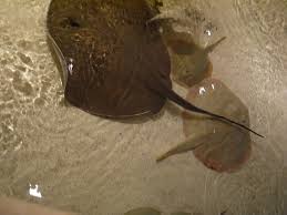 Image result for Hypanus say