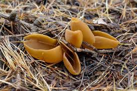 Attēlu rezultāti vaicājumam “Otidea leporina”