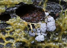 Attēlu rezultāti vaicājumam “Badhamia bethelii stalked”