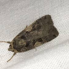 Attēlu rezultāti vaicājumam “Xestia c-nigrum”