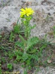 Attēlu rezultāti vaicājumam “Senecio vernalis leaf”