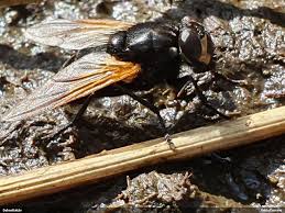 Attēlu rezultāti vaicājumam “Mesembrina meridiana”