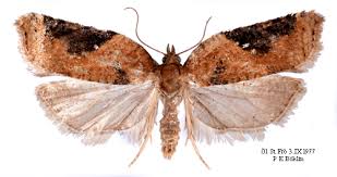 Attēlu rezultāti vaicājumam “Acleris laterana”