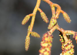 Attēlu rezultāti vaicājumam “Alnus glutinosa flower”