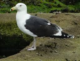 Attēlu rezultāti vaicājumam “Larus marinus”