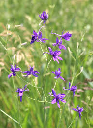 Attēlu rezultāti vaicājumam “Consolida regalis leaf”