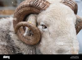 Attēlu rezultāti vaicājumam “Ovis aries”