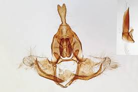 Attēlu rezultāti vaicājumam “Aphelia viburniana”