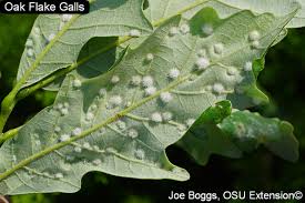 Attēlu rezultāti vaicājumam “gall”