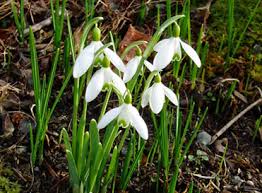 Attēlu rezultāti vaicājumam “Galanthus nivalis”