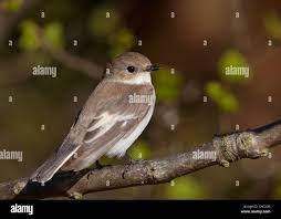 Attēlu rezultāti vaicājumam “Ficedula hypoleuca”