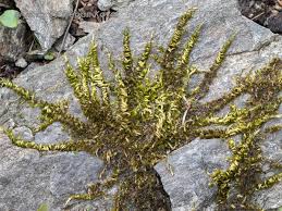 Attēlu rezultāti vaicājumam “Homalothecium sericeum”