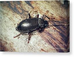 Attēlu rezultāti vaicājumam “Carabus nemoralis”