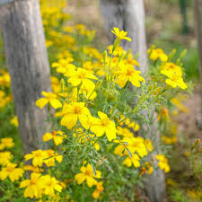 Attēlu rezultāti vaicājumam “Tagetes”