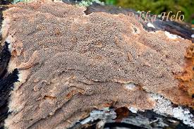 Attēlu rezultāti vaicājumam “Asterodon ferruginosus”