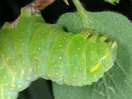 Attēlu rezultāti vaicājumam “Amphipyra perflua”