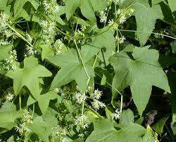 Attēlu rezultāti vaicājumam “Echinocystis lobata leaf”