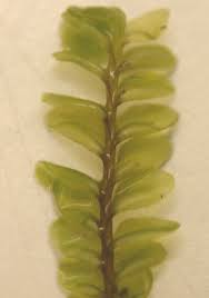 Attēlu rezultāti vaicājumam “Plagiochila porelloides”