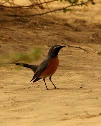 Image result for Irania gutturalis