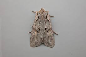 Attēlu rezultāti vaicājumam “Lithophane furcifera”